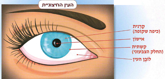 (בספר איור, היעזרו במנחה:) העין החיצונית